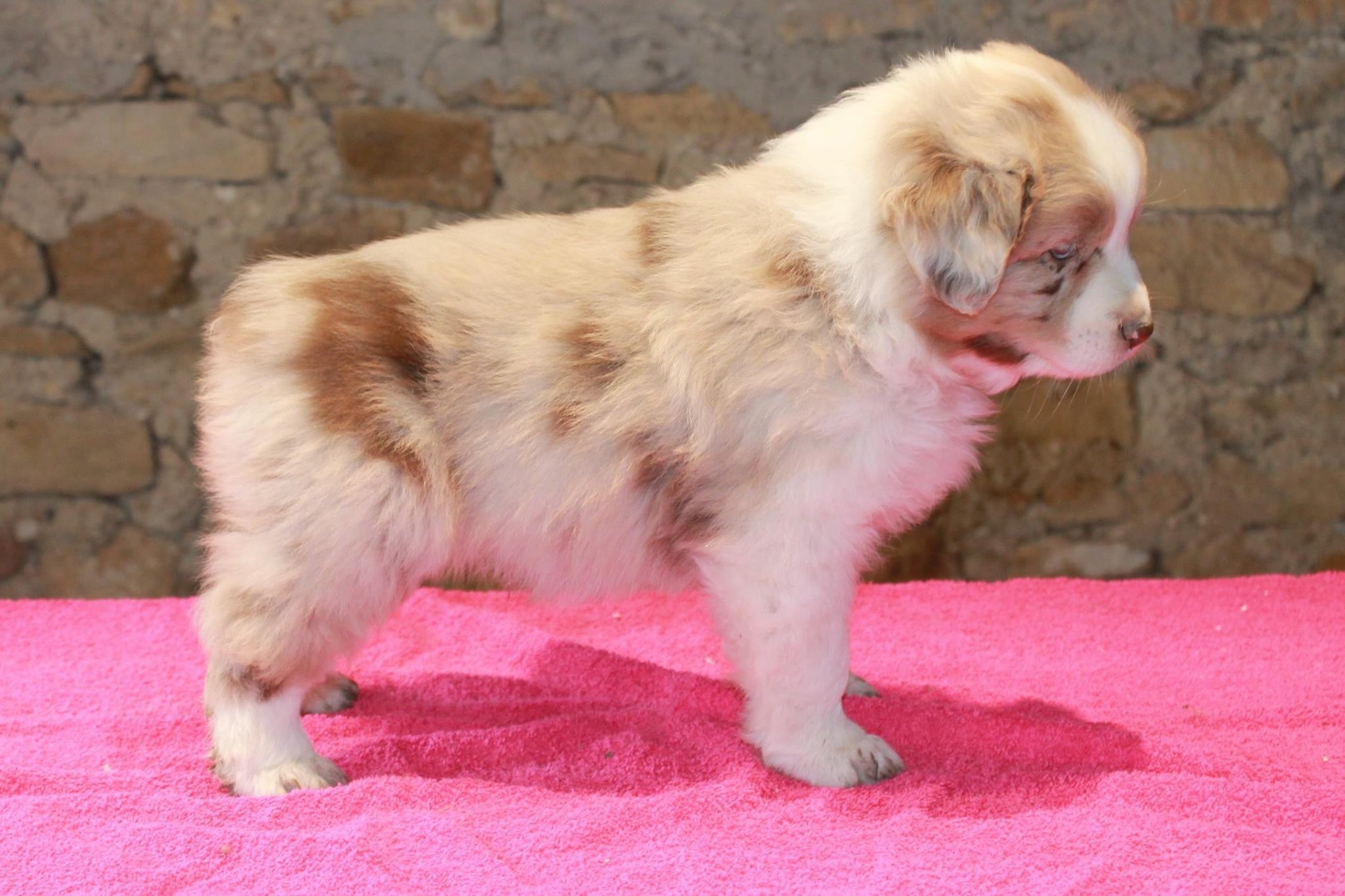 Des Jolies Charmes - Berger Australien - Portée née le 27/02/2017