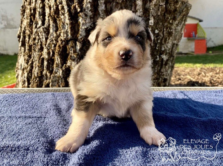 Des Jolies Charmes - Berger Australien - Portée née le 10/02/2022