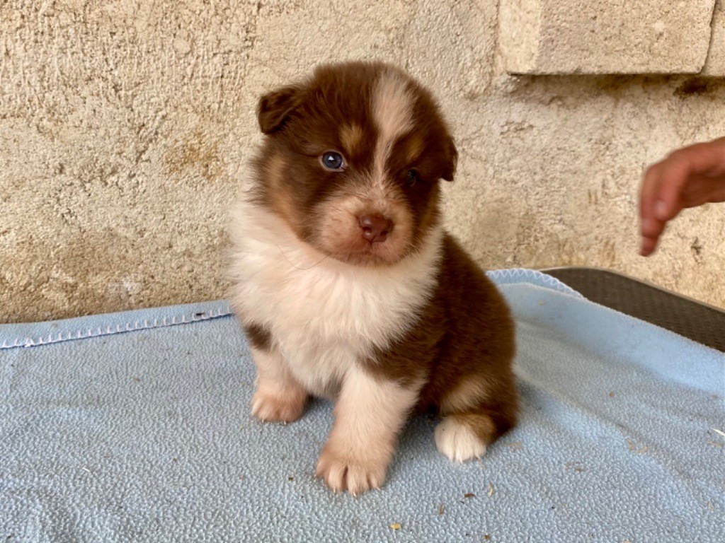 Des Jolies Charmes - Chiots disponibles - Berger Australien