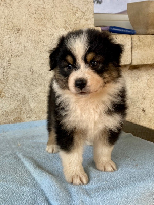 CHIOT 5