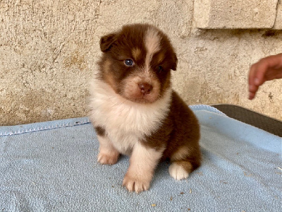 CHIOT 1