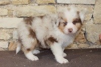 RALPH